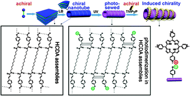 Graphical abstract: Interfacial assembly of cinnamoyl-terminated bolaamphiphiles through the air/water interface: headgroup-dependent assembly, supramolecular nanotube and photochemical sewing