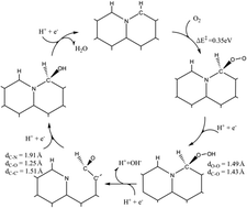 Graphical abstract: On the mechanism of enhanced oxygen reduction reaction in nitrogen-doped graphene nanoribbons