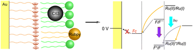 Graphical abstract: A modular molecular photovoltaic system based on phospholipid/alkanethiol hybrid bilayers: photocurrent generation and modulation