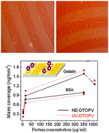 Graphical abstract: Protein coverage on polymer nanolayers leading to mesenchymal stem cell patterning