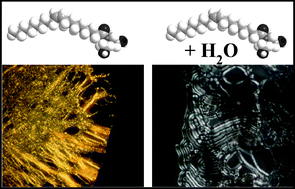 Graphical abstract: Nonionic diethanolamide amphiphiles with unsaturated C18 hydrocarbon chains: thermotropic and lyotropic liquid crystalline phase behavior