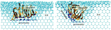 Graphical abstract: Growth inhibition at the ice prismatic plane induced by a spruce budworm antifreeze protein: a molecular dynamics simulation study