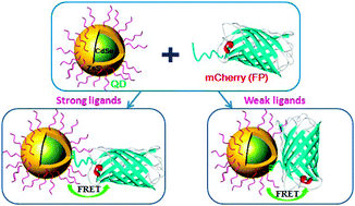 Graphical abstract: Small-molecule ligands strongly affect the Förster resonance energy transfer between a quantum dot and a fluorescent protein