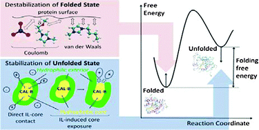 Graphical abstract: How ion properties determine the stability of a lipase enzyme in ionic liquids: A molecular dynamics study