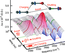 Graphical abstract: Time-resolved vibrational spectroscopy of a molecular shuttle