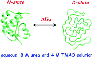 Graphical abstract: How does trimethylamine N-oxide counteract the denaturing activity of urea?