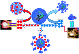 Graphical abstract: A protic ionic liquid attenuates the deleterious actions of urea on α-chymotrypsin