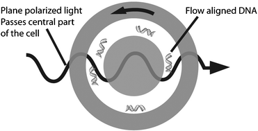 Graphical abstract: Probing the structure of long DNA molecules in solution using synchrotron radiation linear dichroism