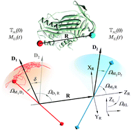 Graphical abstract: On the analyses of fluorescence depolarisation data in the presence of electronic energy migration. Part I: Theory and general description