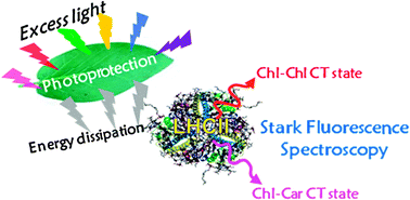 Graphical abstract: Identification of two emitting sites in the dissipative state of the major light harvesting antenna