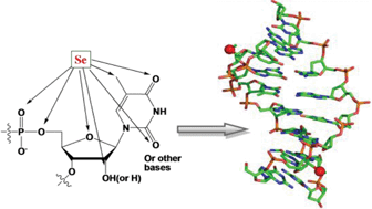 Graphical abstract: Nucleic acid X-ray crystallography via direct selenium derivatization