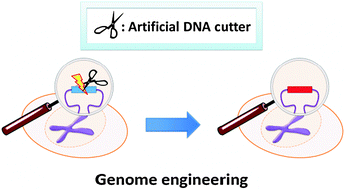 Graphical abstract: Artificial DNA cutters for DNA manipulation and genome engineering