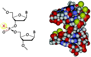 Graphical abstract: Stereocontrolled synthesis of oligonucleotide analogs containing chiral internucleotidic phosphorus atoms