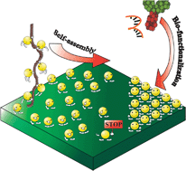 Graphical abstract: Fundamentals and application of ordered molecular assemblies to affinity biosensing