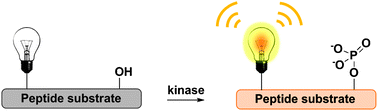 Graphical abstract: Probing the kinome in real time with fluorescent peptides