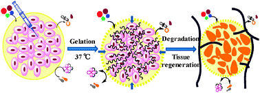 Graphical abstract: Injectable and biodegradable hydrogels: gelation, biodegradation and biomedical applications