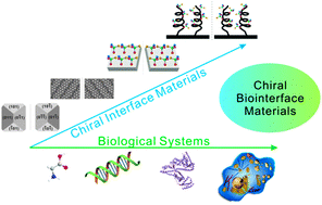 Graphical abstract: Chiral biointerface materials