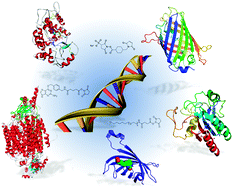 Graphical abstract: Functionalization of DNA nanostructures with proteins