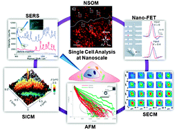 Graphical abstract: Single cell analysis at the nanoscale