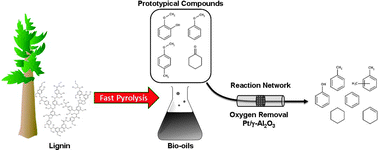 Graphical abstract: Catalytic conversion of compounds representative of lignin-derived bio-oils: a reaction network for guaiacol, anisole, 4-methylanisole, and cyclohexanone conversion catalysed by Pt/γ-Al2O3