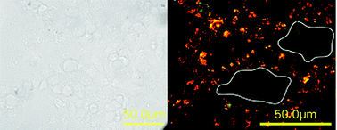 Graphical abstract: Fabrication of fluorescent silica–Au hybrid nanostructures for targeted imaging of tumor cells