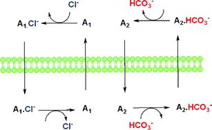 Graphical abstract: A synergistic approach to anion antiport