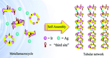 Graphical abstract: Self-assembly of 1D mixed-metal tubular network with coordination bonds through the interconnection of organometallic metallamacrocycles by Ag(i) centers