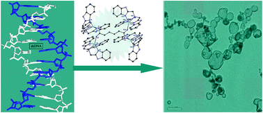 Graphical abstract: Tris(benzimidazolyl)amine-Cu(ii) coordination units bridged by carboxylates: structures and DNA-condensing property