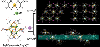 Graphical abstract: Self-assembly of d-penicillaminato M6M′8 (M = Niii, Pdii, Ptii; M′ = Cui, Agi) clusters and their organization into extended LaiiiM6M′8 supramolecular structures