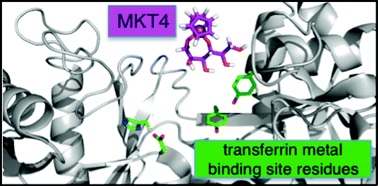 Graphical abstract: Pharmaceutical formulation affects titanocene transferrin interactions