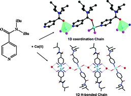 Graphical abstract: Magneto-structural studies of two new cobalt(ii)-N,N-diisobutylisonicotinamide compounds: [CoLCl2]n and [Co(L)2(H2O)4][CoLBr3]2·2H2O