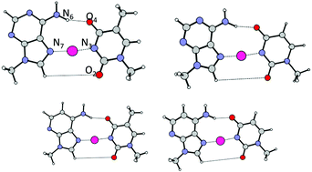 Graphical abstract: Theoretical investigation on DNA/RNA base pairs mediated by copper, silver, and gold cations