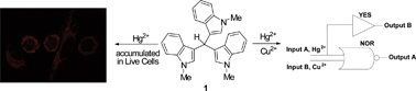 Graphical abstract: Indole-Based Chemosensor for Hg2+ and Cu2+ Ions: Applications in Molecular Switches and Live Cell Imaging