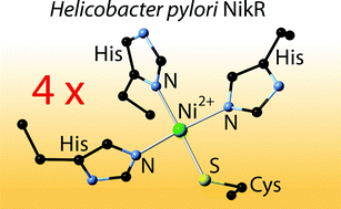 Graphical abstract: Holo-Ni2+Helicobacter pylori NikR contains four square-planar nickel-binding sites at physiological pH