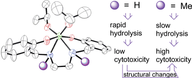 Graphical abstract: Major impact of N-methylation on cytotoxicity and hydrolysis of salan Ti(IV) complexes: sterics and electronics are intertwined