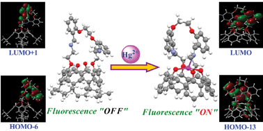 Graphical abstract: Role of the conformational changes brought in the arms of the 1,3-di-capped conjugate of calix[4]arene (L) in turning on the fluorescence of L by Hg2+