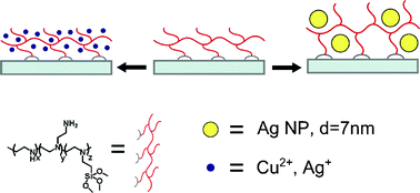 Graphical abstract: Monolayers of polyethilenimine on flat glass: a versatile platform for cations coordination and nanoparticles grafting in the preparation of antibacterial surfaces