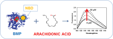 Graphical abstract: Fluorescence detection of ligand binding to labeled cytochrome P450 BM3