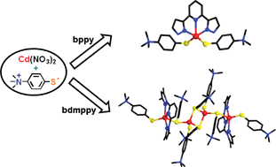 Graphical abstract: Reactions of cadmium(ii) nitrate with 4-(trimethylammonio)benzenethiolate in the presence of N-donor ligands