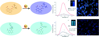 Graphical abstract: Two selective fluorescent chemosensors for cadmium ions in 99% aqueous solution: the end group effect on the selectivity, DFT calculations and biological applications