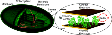 Graphical abstract: Biomimetic strategies for solar energy conversion: a technical perspective