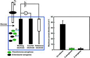 Graphical abstract: Metabolite-based mutualism between Pseudomonas aeruginosaPA14 and Enterobacter aerogenes enhances current generation in bioelectrochemical systems