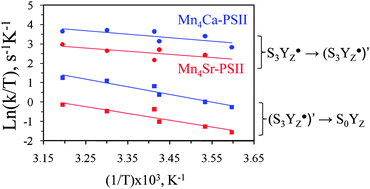 Graphical abstract: Ca2+ determines the entropy changes associated with the formation of transition states during water oxidation by Photosystem II