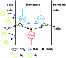 Graphical abstract: An antioxidative composite membrane with the carboxylate group as a fixed carrier for CO2 separation from flue gas