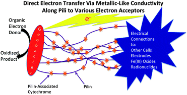 Graphical abstract: Live wires: direct extracellular electron exchange for bioenergy and the bioremediation of energy-related contamination