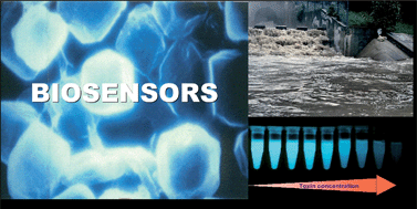 Graphical abstract: Whole-cell bacterial biosensors for rapid and effective monitoring of heavy metals and inorganic pollutants in wastewater