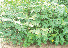 Graphical abstract: Intraspecific variation in cadmium tolerance and accumulation of a high-biomass tropical tree Averrhoa carambola L.: implication for phytoextraction