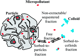 Graphical abstract: Kinetics and reversibility of micropollutant sorption in sludge