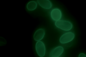 Graphical abstract: Transport of Cryptosporidium parvum oocysts in sandy soil: Impact of length scale