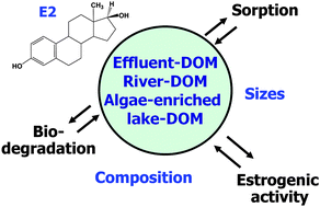 Graphical abstract: Changes in the sorption and rate of 17β-estradiol biodegradation by dissolved organic matter collected from different water sources
